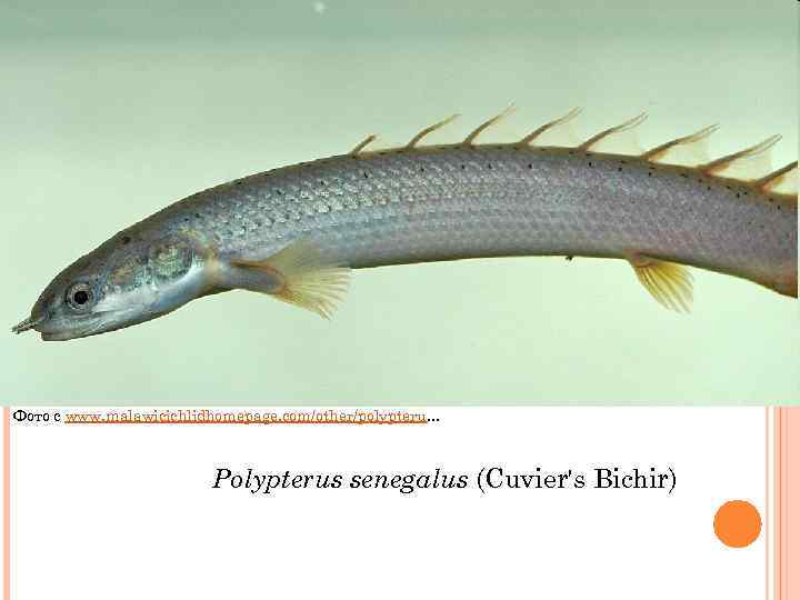 Фото с www. malawicichlidhomepage. com/other/polypteru. . . Polypterus senegalus (Cuvier's Bichir) 