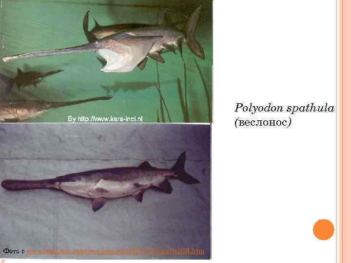 Polyodon spathula (веслонос) Фото с www. indd. tim. ro/rosturgeons/SCDP%20 Nucet%20 R. htm 