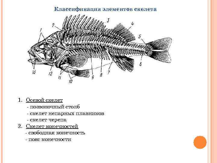 Конечности рыб