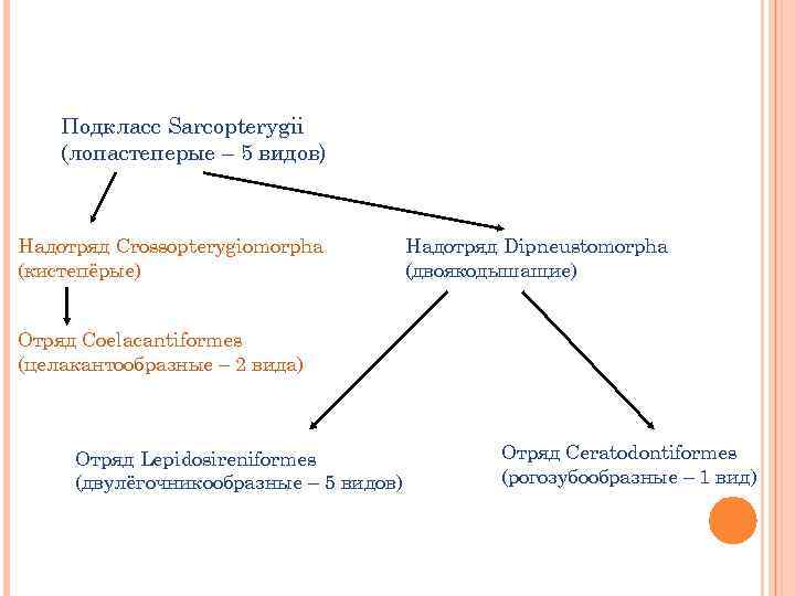 Подкласс Sarcopterygii (лопастеперые – 5 видов) Надотряд Crossopterygiomorpha (кистепёрые) Надотряд Dipneustomorpha (двоякодышащие) Отряд Coelacantiformes