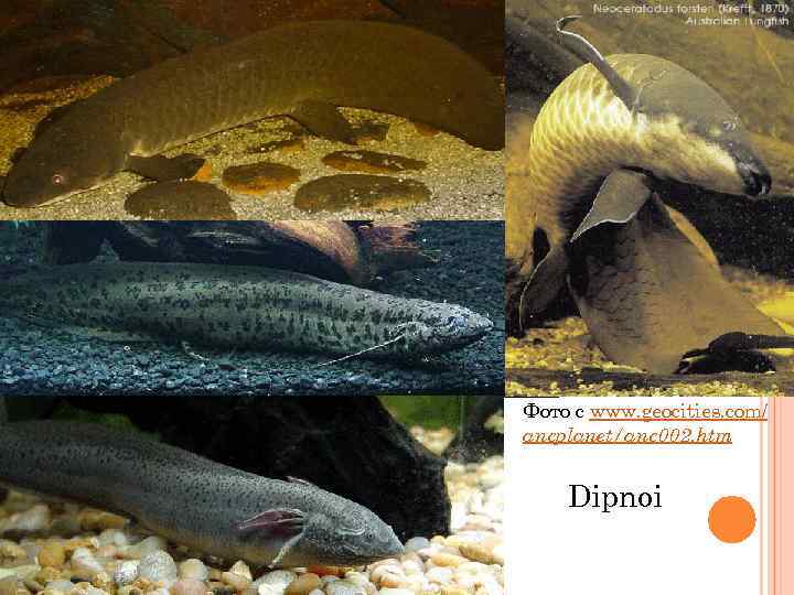 Фото с www. geocities. com/ ancplanet/anc 002. htm Dipnoi 
