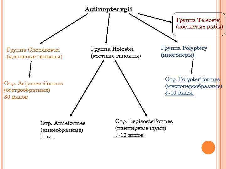 Actinopterygii Группа Teleostei (костистые рыбы) Группа Chondrostei (хрящевые ганоиды) Отр. Acipenseriformes (осетрообразные) 30 видов