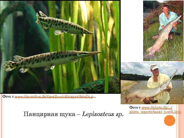 Фото с www. tiermotive. de/tieralbum/4 images/details. p. . . Панцирная щука – Lepisosteus sp.