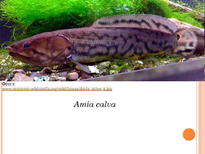 Фото с www. commons. wikimedia. org/wiki/Image: Amia_calva_4. jpg Amia calva 