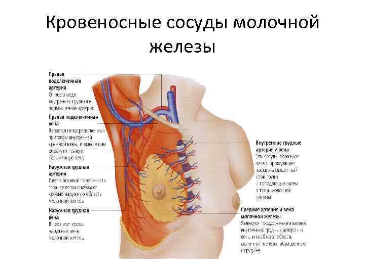 Кровеносные сосуды молочной железы 