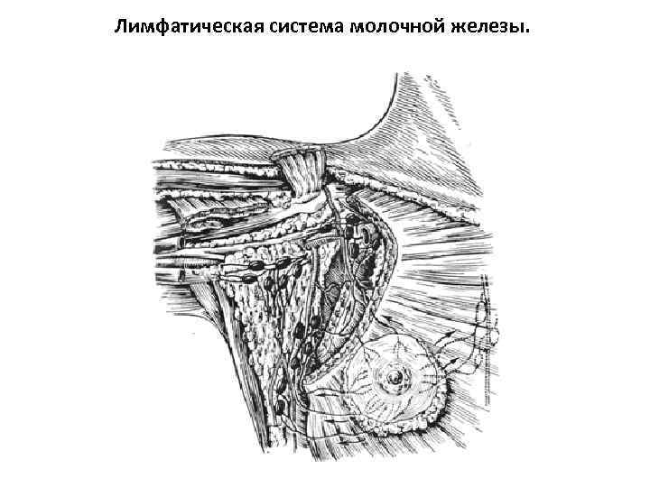 Лимфатическая система молочной железы. 