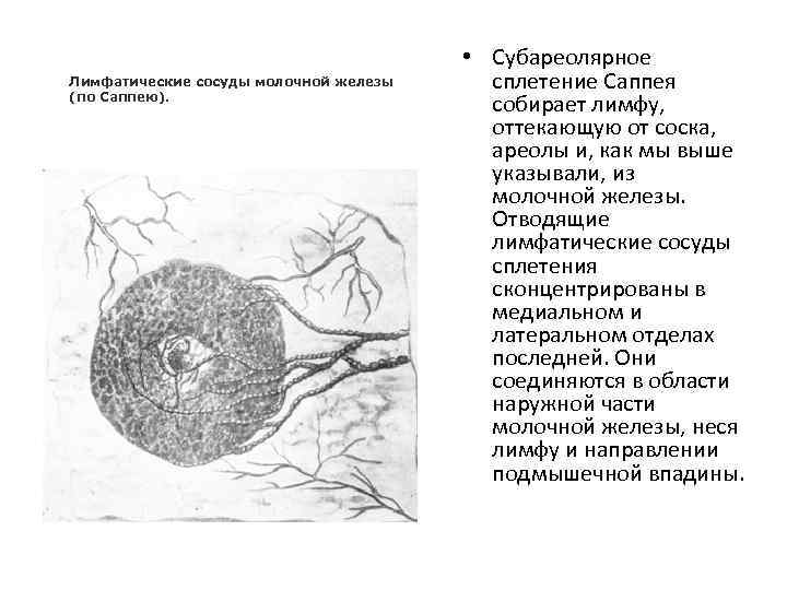 Лимфатические сосуды молочной железы (по Саппею). • Субареолярное сплетение Саппея собирает лимфу, оттекающую от