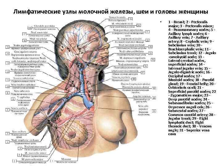 Лимфатические узлы молочной железы, шеи и головы женщины • 1 - Breast; 2 -