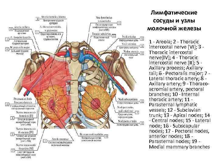 Лимфатические узлы груди. Лимфатические узлы молочной железы анатомия. Лимфатические сосуды и узлы молочной железы. Кровоснабжение молочной железы анатомия. Молочная железа кровоснабжение.
