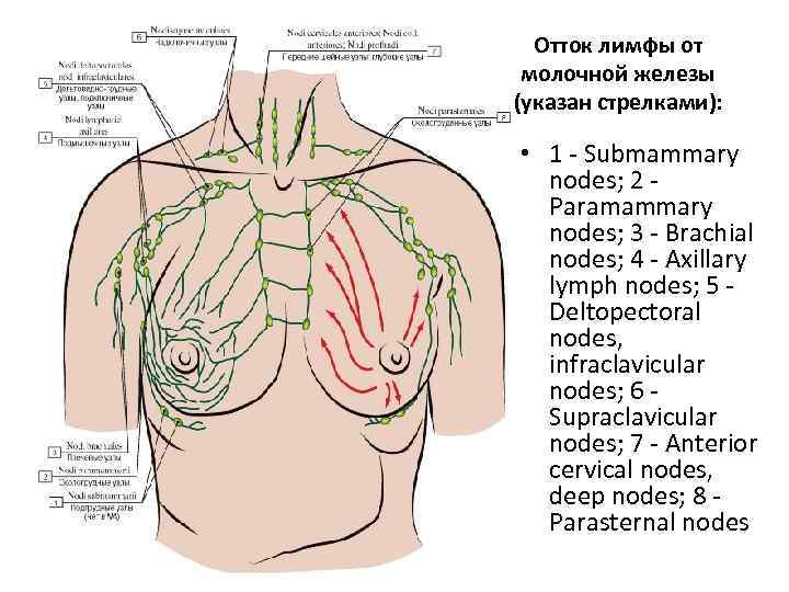 Лимфоузлы при рмж. Лимфатическая система молочной железы. Лимфатическая система молочной железы пути оттока. Схема грудных лимфатических узлов. Лимфатическая система грудной клетки у женщины.