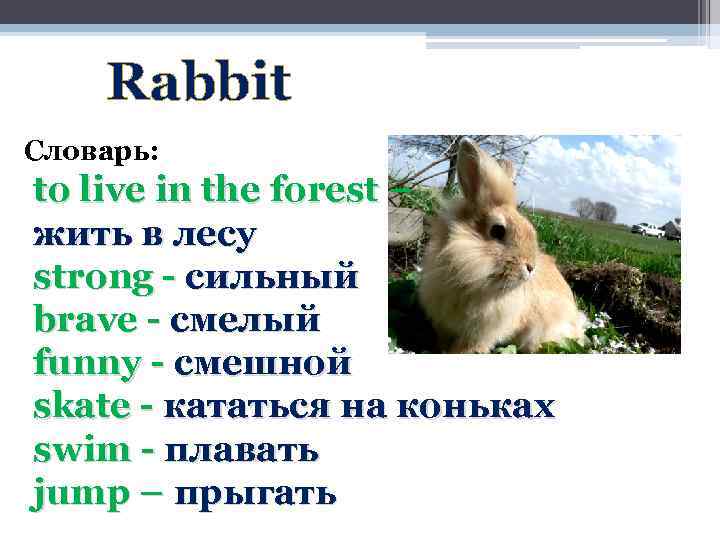 Rabbit Словарь: to live in the forest – жить в лесу strong - сильный