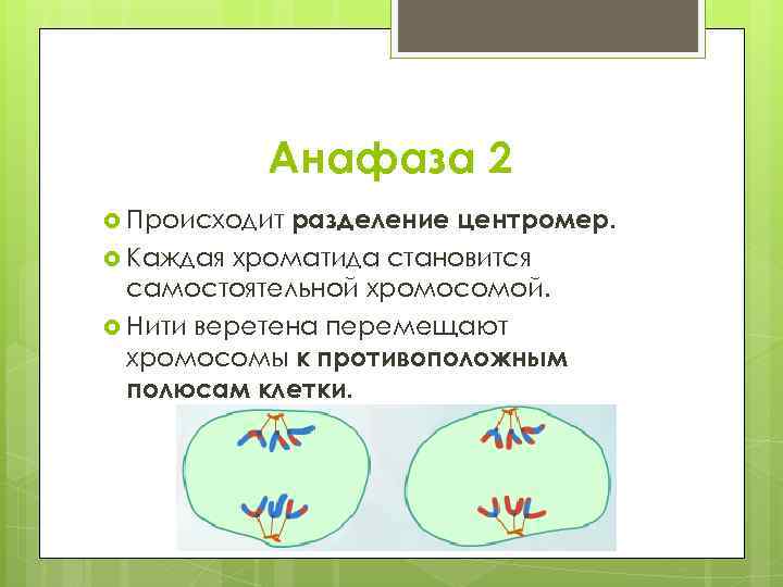 Анафаза ii. Анафаза 2. Анафаза мейоза 2. Разделение центромер и каждая хроматида становится. Что происходит в анафазе.