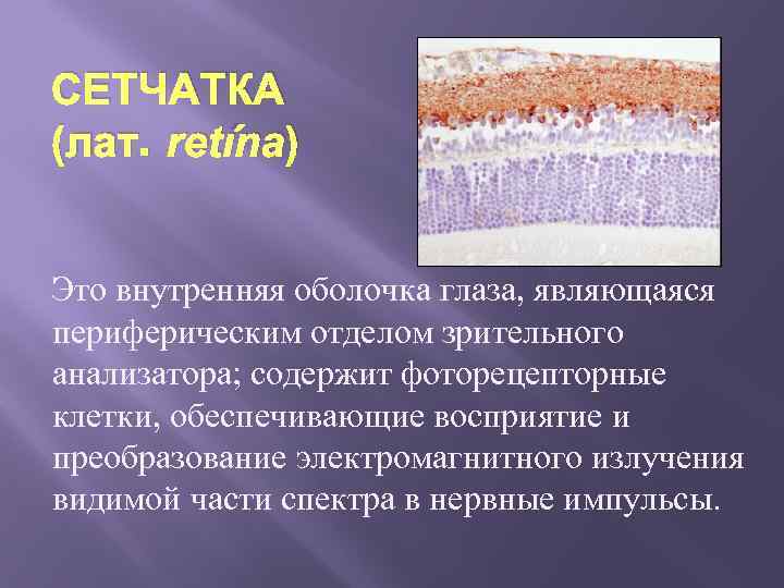 СЕТЧАТКА (лат. retína) Это внутренняя оболочка глаза, являющаяся периферическим отделом зрительного анализатора; содержит фоторецепторные