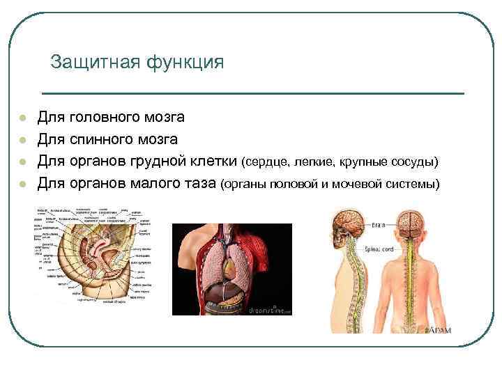 Защитная функция l l Для головного мозга Для спинного мозга Для органов грудной клетки