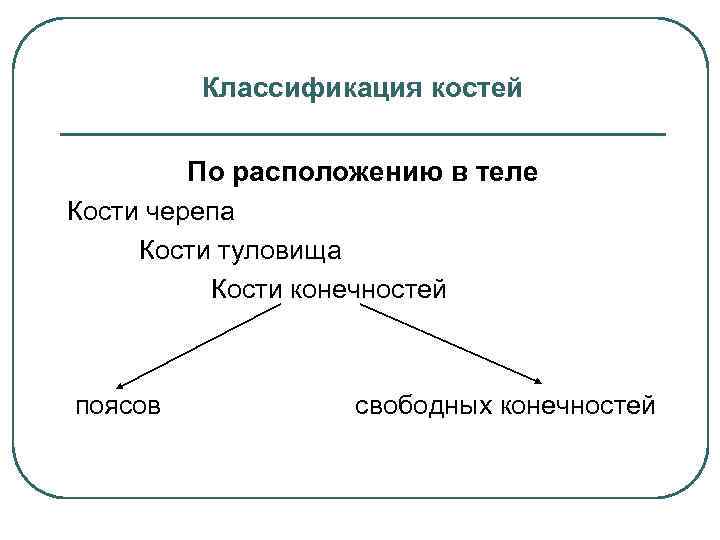 Классификация костей По расположению в теле Кости черепа Кости туловища Кости конечностей поясов свободных