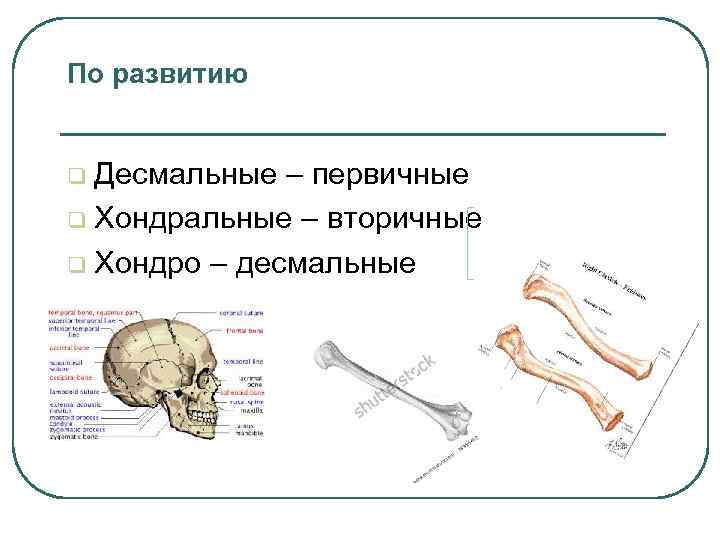 По развитию Десмальные – первичные q Хондральные – вторичные q Хондро – десмальные q