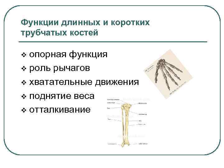Основные функции кости. Функции коротких костей. Функции длинных трубчатых костей. Функции трубчатой длинной кости. Короткие трубчатые кости.