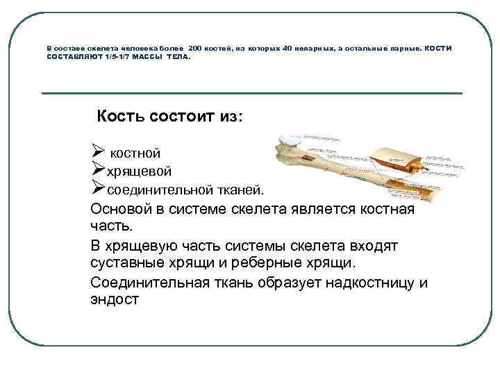 В составе скелета человека более 200 костей, из которых 40 непарных, а остальные парные.