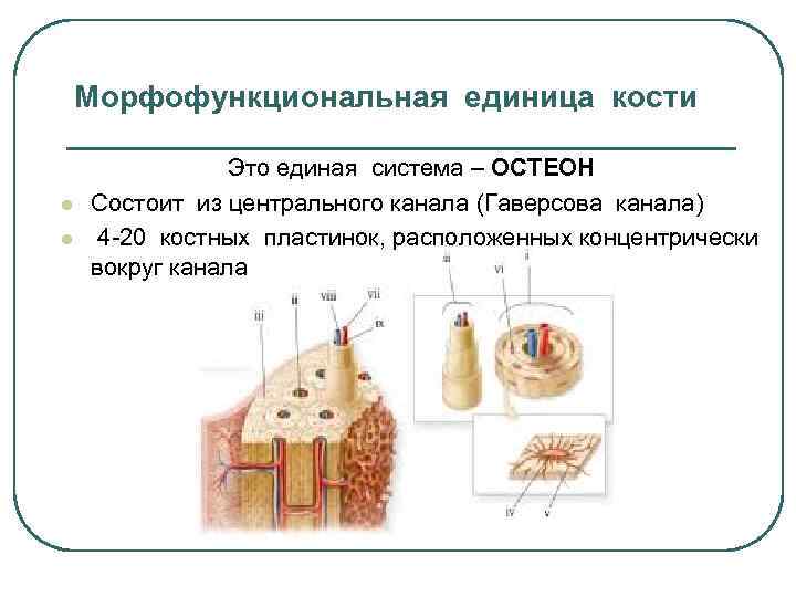 Единица кости