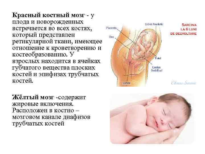 Красный костный мозг - у плода и новорожденных встречается во всех костях, который представлен