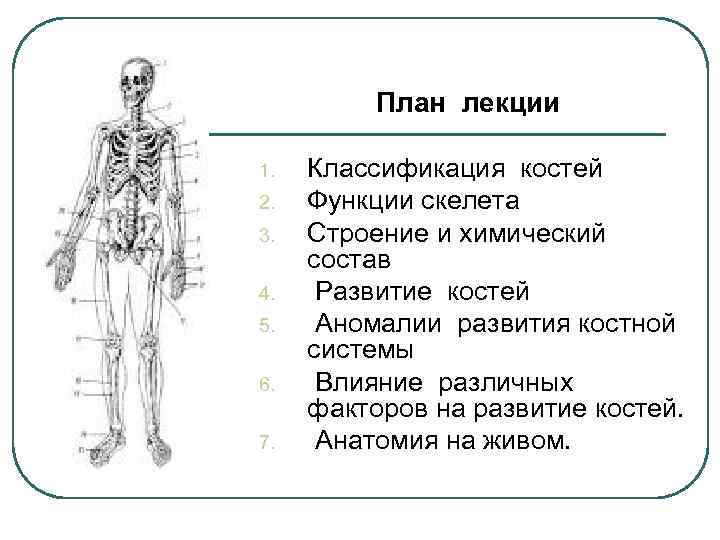 План лекции 1. 2. 3. 4. 5. 6. 7. Классификация костей Функции скелета Строение