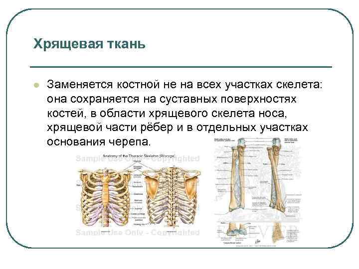 Хрящевая ткань l Заменяется костной не на всех участках скелета: она сохраняется на суставных