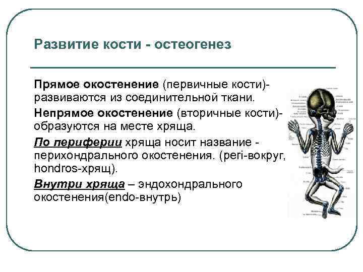 Костя образованные. Первичные и вторичные кости. Первичные и вторичные кости примеры. Характеристика первичных и вторичных костей. Развитие костей первичные и вторичные.