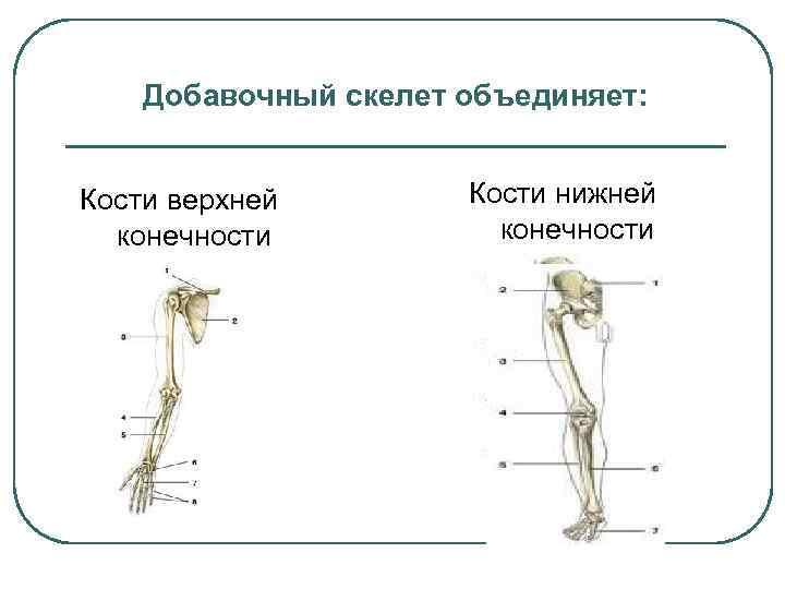 Основные части скелетов поясов и свободных конечностей. Кости скелета свободной верхней и нижней конечности. Верхняя конечност Скелеть кости скелет. Кости пояса верхней конечности.