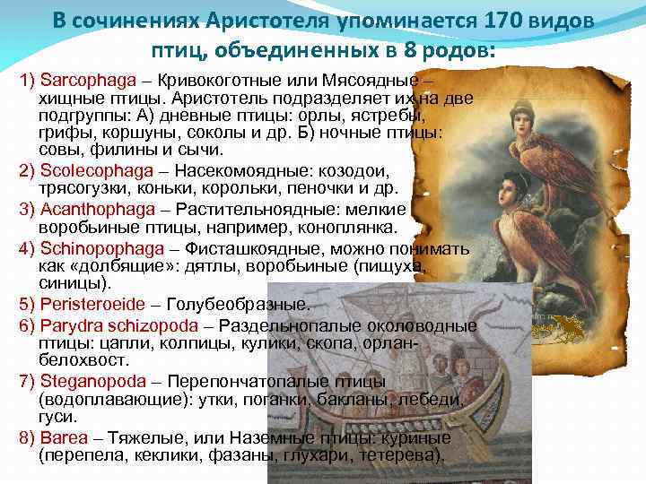 В сочинениях Аристотеля упоминается 170 видов птиц, объединенных в 8 родов: 1) Sarcophaga –