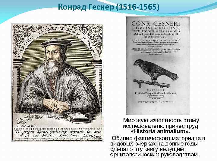 Конрад Геснер (1516 -1565) Мировую известность этому исследователю принес труд «Historia animalium» . Обилие
