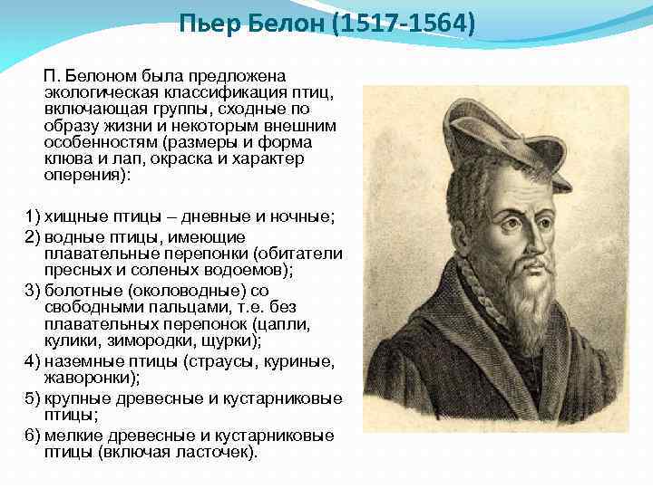 Пьер Белон (1517 -1564) П. Белоном была предложена экологическая классификация птиц, включающая группы, сходные