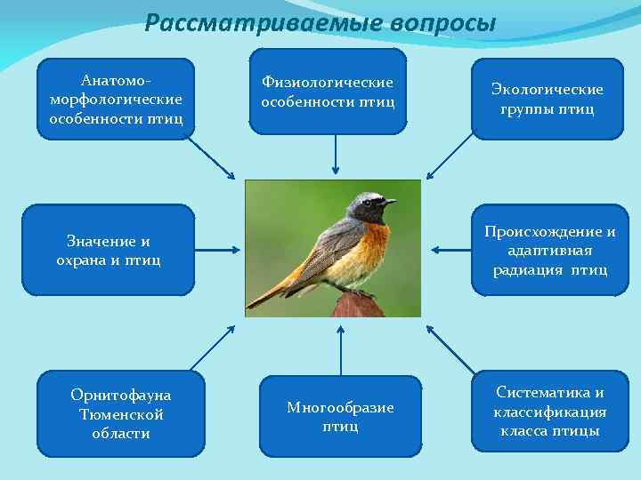 Определи вид птицы. Изучаем птиц. Орнитология презентация. Охрана происхождение птиц. Физиологические признаки птиц.