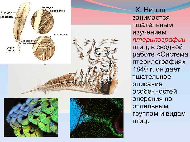 Х. Нитцш занимается тщательным изучением птерилографии птиц, в сводной работе «Система птерилография» 1840 г.