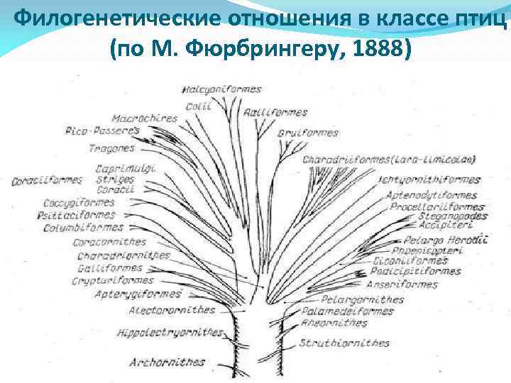 Филогенетическая схема грибов