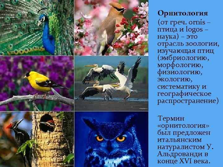 Орнитология (от греч. оrnis – птица и logos – наука) – это отрасль зоологии,