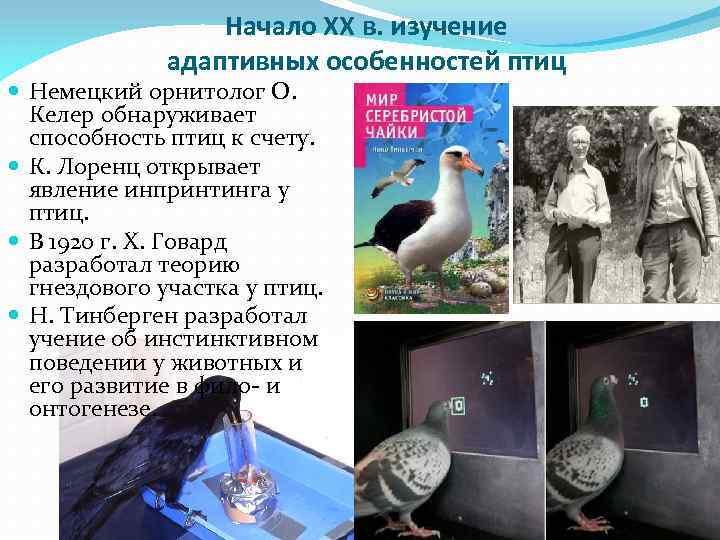 Начало XX в. изучение адаптивных особенностей птиц Немецкий орнитолог О. Келер обнаруживает способность птиц