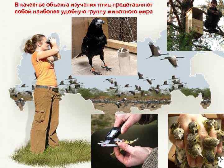В качестве объекта изучения птиц представляют собой наиболее удобную группу животного мира 