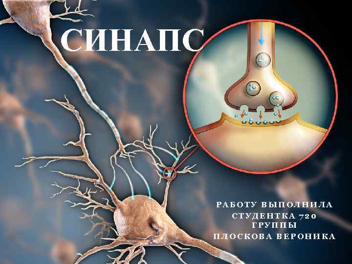 СИНАПС РАБОТУ ВЫПОЛНИЛА СТУДЕНТКА 720 ГРУППЫ ПЛОСКОВА ВЕРОНИКА 
