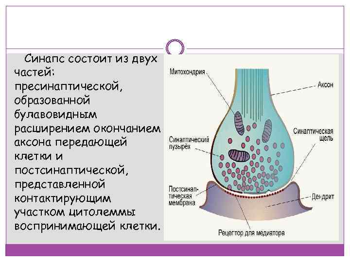 Синапс состоит из двух частей: пресинаптической, образованной булавовидным расширением окончанием аксона передающей клетки и