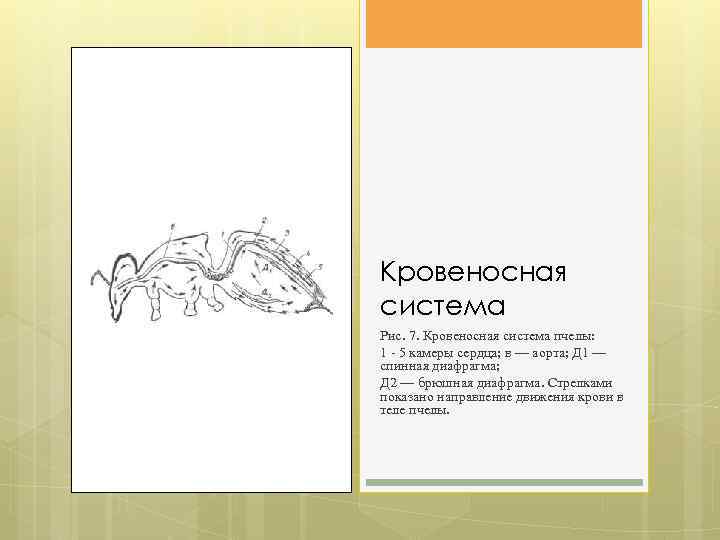 Кровеносная система Рис. 7. Кровеносная система пчелы: 1 - 5 камеры сердца; в —