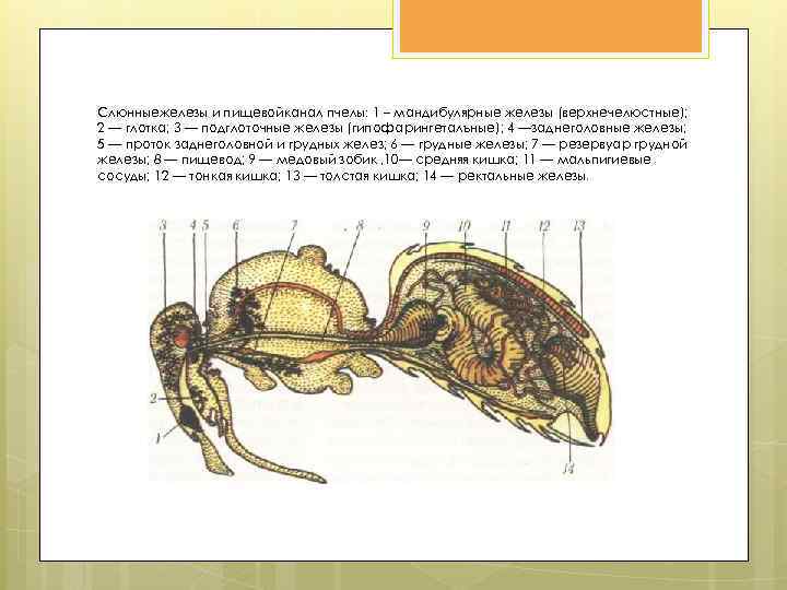 Система пчела. Пищеварительная система пчелы схема. Строение выделительной системы пчелы. Пищеварительная система пчелы медоносной. Органы выделения пчелы медоносной.