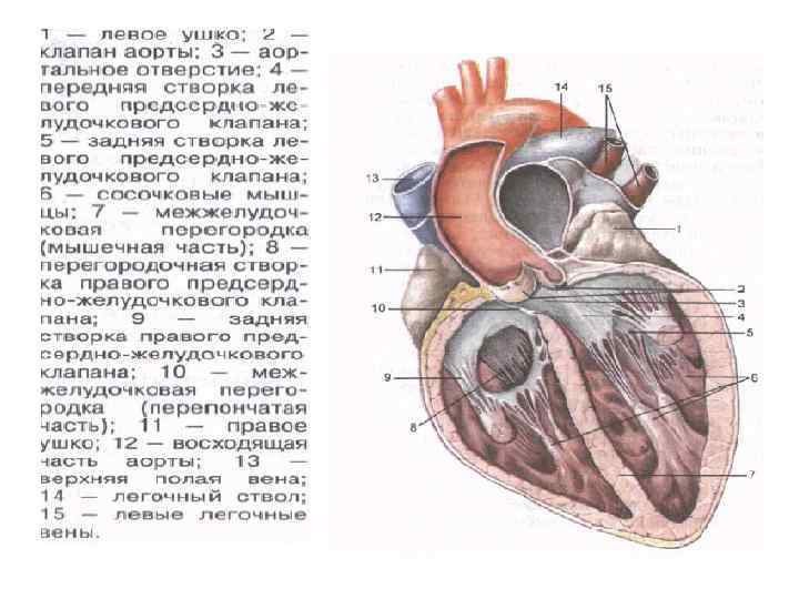 Легочный ствол анатомия. Отверстие легочного ствола анатомия. Отверстие аорты в сердце. Отверстие аорты в сердце анатомия. Отверстие легочного ствола в сердце анатомия.