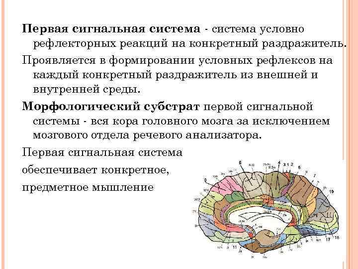 Вторая сигнальная система схема