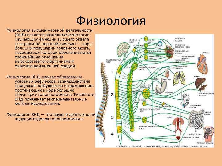 Анатомия презентация на тему высшая нервная деятельность