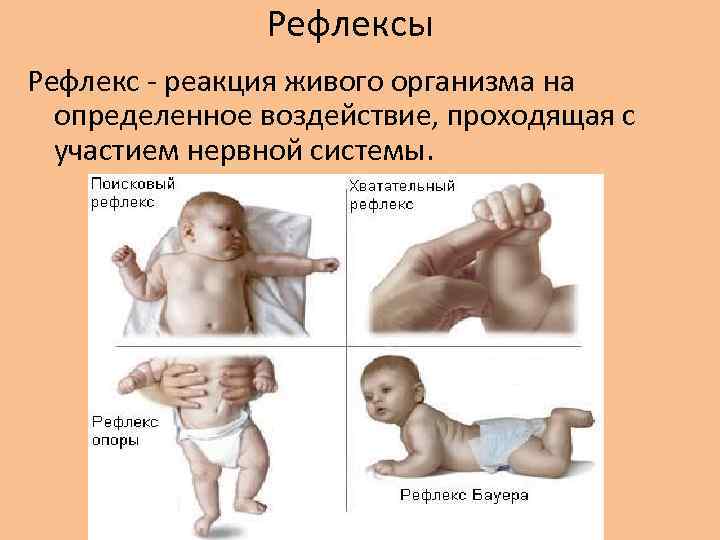 Рефлексы Рефлекс - реакция живого организма на определенное воздействие, проходящая с участием нервной системы.