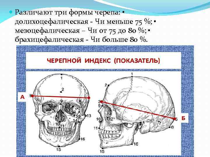 Три формы черепа. Долихоцефалический Тип строения черепа. Мезоцефалический Тип строения черепа. Цефаллическая форма черепа. Мезоцефалическая форма черепа ребенка.