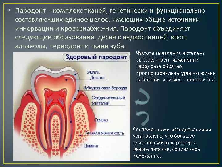  • Пародонт – комплекс тканей, генетически и функционально составляю щих единое целое, имеющих