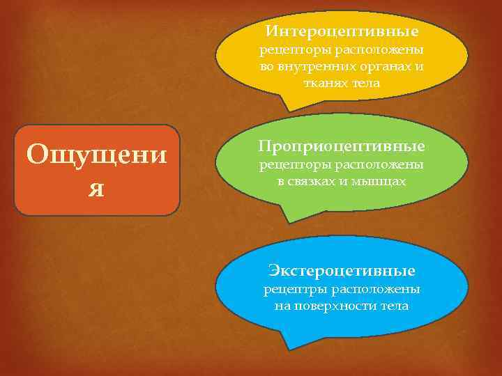 Интероцептивные рецепторы расположены во внутренних органах и тканях тела Ощущени я Проприоцептивные рецепторы расположены