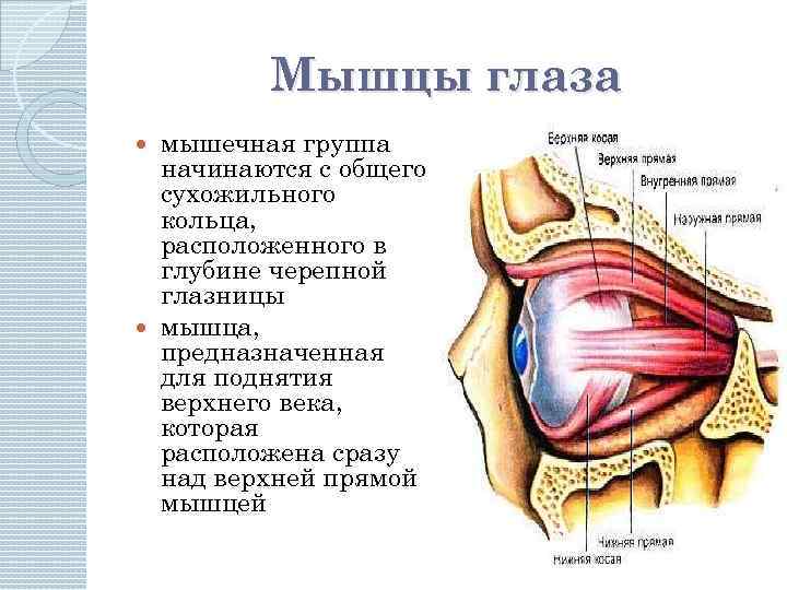 Мышцы глаза мышечная группа начинаются с общего сухожильного кольца, расположенного в глубине черепной глазницы