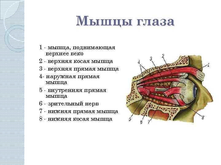 Мышцы глаза 1 - мышца, поднимающая верхнее веко 2 - верхняя косая мышца 3